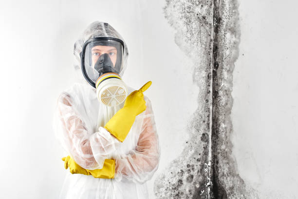 Best Mold Odor Removal Services  in Wilder, VT